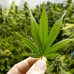 Medical Cannabis In Arizona2